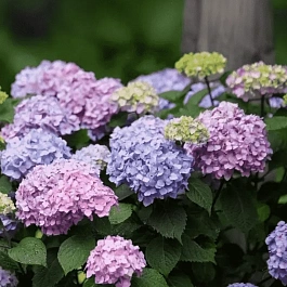 Гортензия крупнолистная Endless Summer Bloomstar