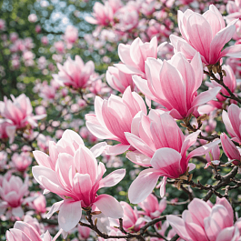 Магнолия суланжа Verbanica