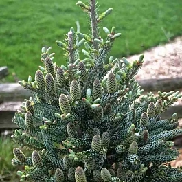 Пихта корейская Silberlocke ТОЛЬКО САМОВЫВОЗ