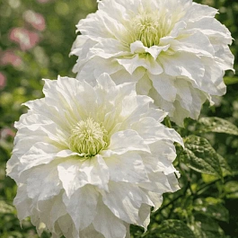 Клематис Maria Skłodowska Curie