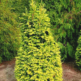 Туя западная Клот оф Голд