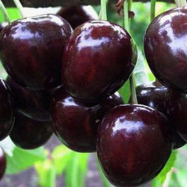 Черешня Ревна Черешня Ревна