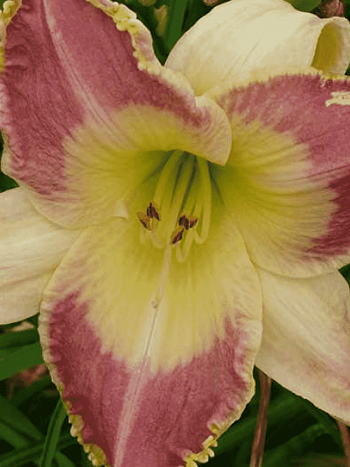 Лилейник Lotus Position