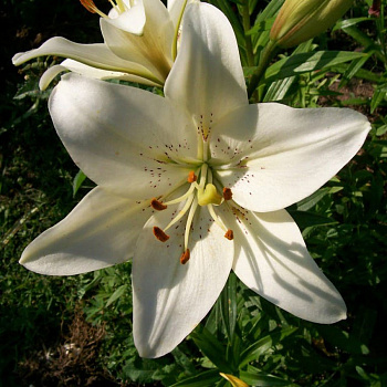 Лилия ЛА-Гибрид Вадалио НАБОР 2ШТ (1+1)