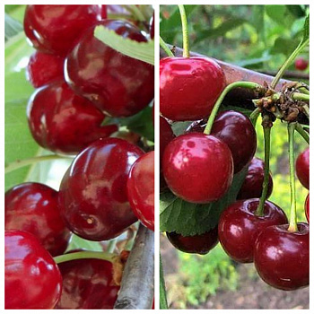 Дерево-сад (5 летка) вишня 2 сорта Тургеневка - Ивановна