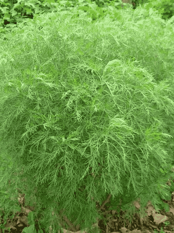 Полынь лечебная Божье Дерево