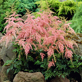 Астильба простолистная Бронс Элеганс