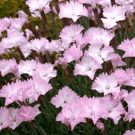 Гвоздика перистая Whatfield Wisp