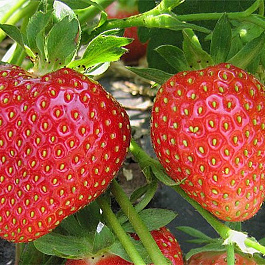Земляника садовая Кимберли