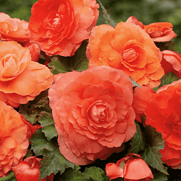 Бегония клубневая GO! Early Salmon bicolour