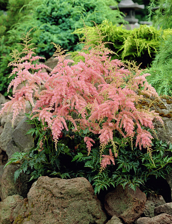 Астильба простолистная Бронс Элеганс