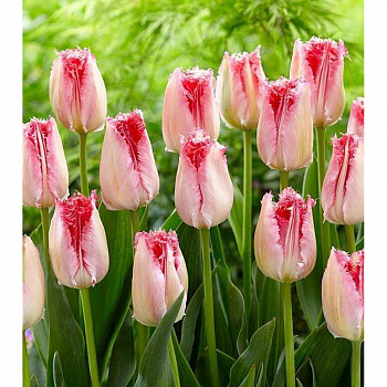 Тюльпан бахромчатый Свит Симона НАБОР 2ШТ (5+5)