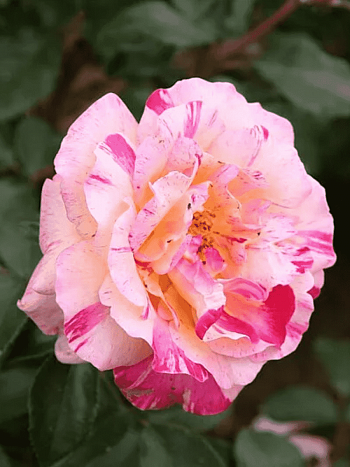 Роза Чайно-гибридная Сamilla