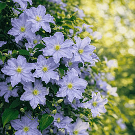 Клематис гибридный Blekitny Aniol