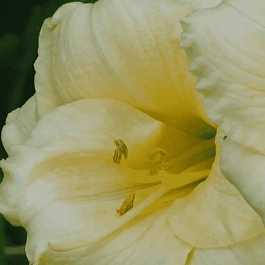 Лилейник Longfields Pearl