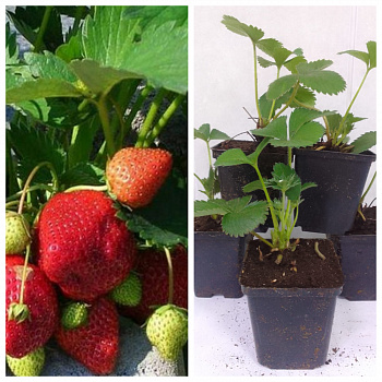 Земляника садовая Королева Елизавета НАБОР 5ШТ