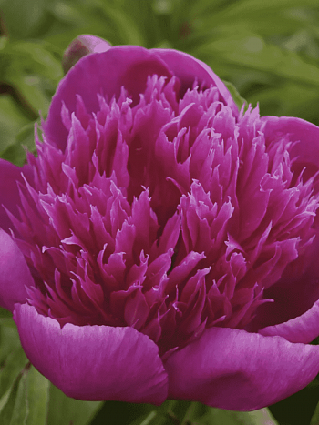 Пион Молочноцветковый Purple spider