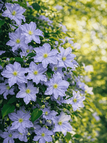 Клематис гибридный Blekitny Aniol