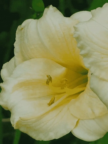 Лилейник Longfields Pearl