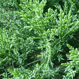 Можжевельник казацкий  Tam No Blight