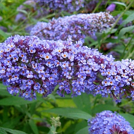 Буддлея (Осенняя сирень) Давида Dart's Papillon Bleu