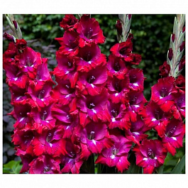 Гладиолус Бамбино Сан Сиро