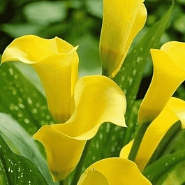 Калла Black Magic