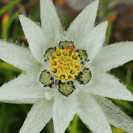 Эдельвейс Souliei