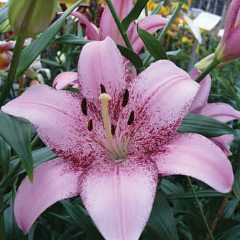 Лилия ЛА-гибрид Коголето