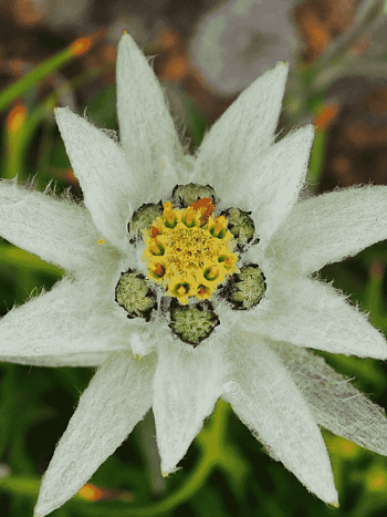 Эдельвейс Souliei