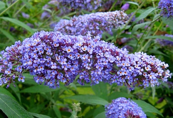 Буддлея (Осенняя сирень) Давида Dart's Papillon Bleu