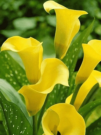 Калла Black Magic