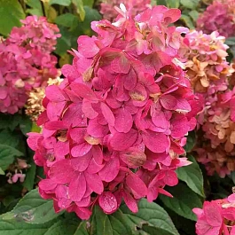 Гортензия метельчатая Bonfire