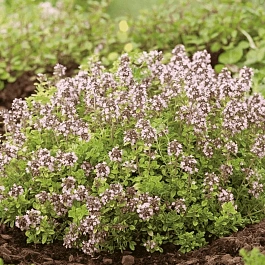 Тимьян обыкновенный Аureum