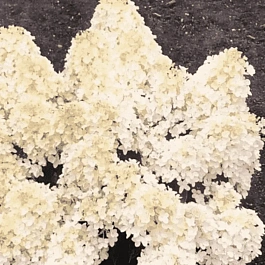 Гортензия метельчатая Milk and honey