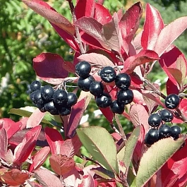 Арония черноплодная Hugin