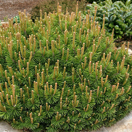 Сосна горная Хампи