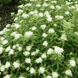 Спирея японская Albiflora
