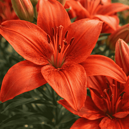 Лилия Pura Amor