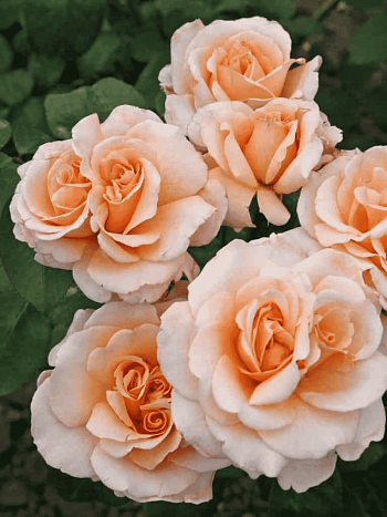 Роза Кустовая Happy Days