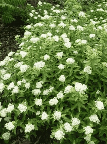 Спирея японская Albiflora