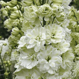 Дельфиниум высокий Green Twist