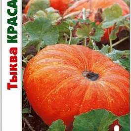 Тыква  Красавица