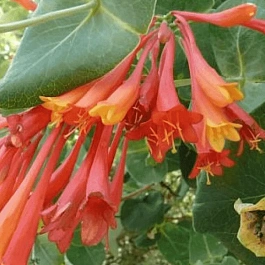 Жимолость Брауна Blanche Sandman