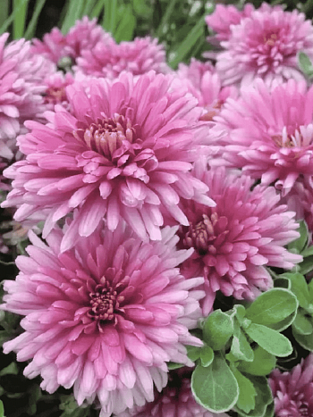 Хризантема Royal Purple