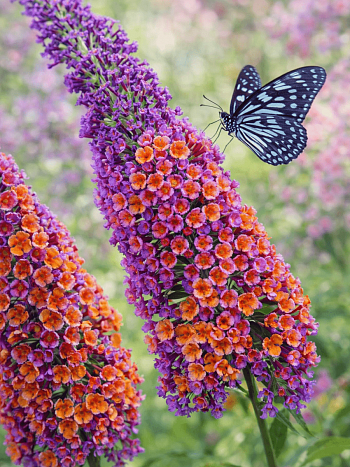 Буддлея красно-желтая Flower Power