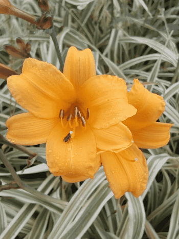 Лилейник Golden Zebra