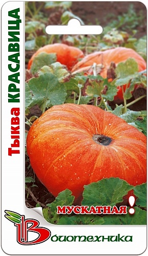 Тыква  Красавица