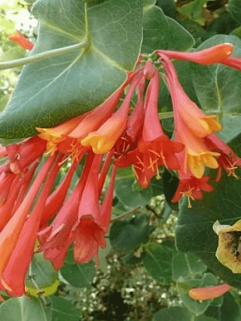 Жимолость Брауна Blanche Sandman