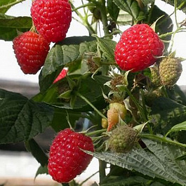 Малина ремонтантная Эрика